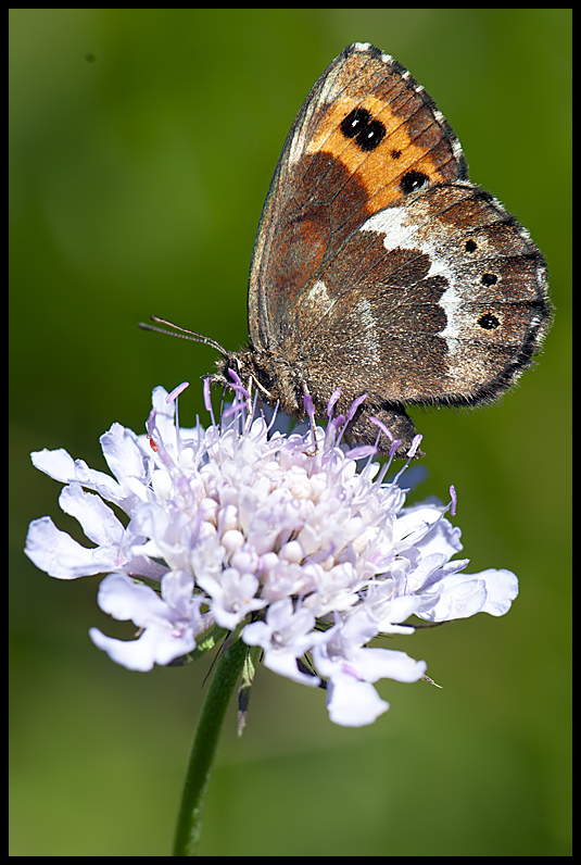 Erebia ligea  Linneus 1758